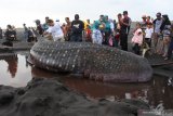 Sejumlah warga melihat seekor Hiu Paus atau Hiu Tutul (Rhincodon typus) yang mati terdampar di Pantai Paseban, Kencong, Jember, Jawa Timur, Minggu (30/8/2020). Seekor Hiu Paus berukuran panjang sembilan meter ditemukan mati terdampar di pantai itu, dan ini menjadi kasus kedua dalam dua bulan terakhir di Kabupaten Jember. Antara Jatim/Seno/zk.