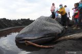 Sejumlah warga melihat seekor Hiu Paus atau Hiu Tutul (Rhincodon typus) yang mati terdampar di Pantai Paseban, Kencong, Jember, Jawa Timur, Minggu (30/8/2020). Seekor Hiu Paus berukuran panjang sembilan meter ditemukan mati terdampar di pantai itu, dan ini menjadi kasus kedua dalam dua bulan terakhir di Kabupaten Jember. Antara Jatim/Seno/zk.