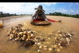 Warga mendulang bijih emas secara tradisional di pertemuan arus Sungai Batang Asai dan Sungai Batang Tembesi, Sarolangun, Jambi, Minggu (30/8/2020). Kegiatan yang biasa dilakukan warga setempat setiap memasuki musim air surut tersebut mampu menghasilkan pendapatan rata-rata Rp100 ribu sampai Rp150 ribu per hari. ANTARA FOTO/Wahdi Septiawan/nym