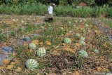 Petani menyiram tanaman semangka siap panen di Desa Penaguan, Pamekasan, Jawa Timur, Minggu (30/8/2020). Harga semangka ditingkat petani di Pamekasan mencapai Rp1.500 per atau turun dari musim sebelumnya yang mencapai Rp2.500-Rp3.000 per kg, karena stok melimpah Antara Jatim/Saiful Bahri/zk.