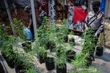 Kontroversi ganja sebagai tanaman obat
