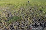 Warga mencari rumput di areal sawah yang mengering di Kapetakan, Cirebon, Jawa Barat, Minggu (30/8/2020). Puluhan hektar lahan sawah di daerah tersebut mulai mengering dan kesulitan mendapat air irigasi akibat memasuki musim kemarau sehingga petani terancam gagal panen. ANTARA JABAR/Dedhez Anggara/agr