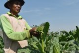 Petani memangkas pucuk tanaman tembakau saat melakukan perawatan tanaman di Desa Ngale, Pilangkenceng, Kabupaten Madiun, Jawa Timur, Selasa (1/9/2020). Menurut petani, pabrik rokok yang selama bertahun-tahun bermitra dengan petani tembakau di wilayah itu pada tahun ini tidak melakukan pembelian tambakau akibat terdampak pandemi COVID-19, sehingga petani terpaksa akan menjual produksi tembakaunya ke pasar bebas dengan harga yang belum jelas. Antara Jatim/Siswowidodo/zk