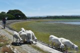 Warga menggembala kambing di kawasan Waduk Notopuro dengan kondisi sebagian dasar waduk mengering dan ditumbuhi rumput di Kabupaten Madiun, Jawa Timur, Selasa (1/9/2020). Waduk yang memiliki daerah irigasi sawah seluas 2.689 hektare tersebut volume airnya menyusut hingga sebagian dasar waduk mengering dan berhenti mengeluarkan air melalui pintu waduk untuk irigasi. Antara Jatim/Siswowidodo/zk