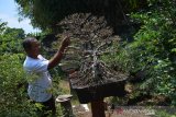 Suyanto merawat tanaman bonsai serut di Desa Jabon, Kabupaten Jombang, Jawa Timur, Sabtu (5/9/2020). Tanaman bonsai yang dibudi dayakan sejak puluhan tahun itu dijual mulai harga Rp 500 ribu hingga ratusan juta tergantung ukuran serta usia bonsai. Antara Jatim/Syaiful Arif/zk.