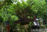 Suyanto merawat tanaman bonsai serut di Desa Jabon, Kabupaten Jombang, Jawa Timur, Sabtu (5/9/2020). Tanaman bonsai yang dibudi dayakan sejak puluhan tahun itu dijual mulai harga Rp 500 ribu hingga ratusan juta tergantung ukuran serta usia bonsai. Antara Jatim/Syaiful Arif/zk.