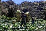 Petani memanen sayur kubis di desa Ngadisari, Probolinggo, Jawa Timur, Sabtu (5/9/2020). Menurut petani setempat, harga sayur kubis di tingkat petani mengalami penurunan dari Rp4.000 menjadi Rp300 per kilogram menyusul panen raya di sejumlah wilayah penghasil sayur tersebut. Antara Jatim/Umarul Faruq/zk