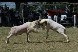 Dua domba beradu kepala saat kontes ternak di Kabupaten Garut, Jawa Barat, Minggu (6/9/2020). Selain pelestarian tradisi, laga adu domba tersebut juga sebagai ajang pencarian domba berkualitas untuk dijual dengan nilai tinggi. ANTARA FOTO/Candra Yanuarsyah/nym