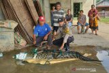 Warga Banyuasin dapat  buaya saat mancing di kolam ikan