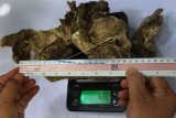 Petugas Balai Konservasi Sumber Daya Alam (BKSDA) mengukur panjang dan berat tulang tengkorak binatang yang diduga merupakan spesies harimau jawa (Panthera tigris sondaica) di Merjosari, Malang, Jawa Timur, Senin (7/9/2020). Tengkorak yang ditemukan di Sungai Metro tersebut selanjutnya akan dibawa ke laboratorium untuk diteliti lebih lanjut. ANTARA FOTO/Ari Bowo Sucipto/nym.