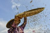 Petani membersihkan padi hasil panennya di Dusun Sukamanah, Kabupaten Ciamis, Jawa Barat, Selasa (8/9/2020). Petani terpaksa memanen padi lebih awal akibat pasokan air berkurang karena dilanda kemarau, sehingga hasil panen turun dari lima ton gabah menjadi 2,5 ton gabah per hektare sawah. ANTARA JABAR/Adeng Bustomi/agr