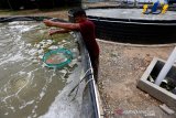 Petugas Balai Perikanan Budidaya Air Payau Ujong Bate Kementerian Kelautan dan Perikanan (KKP) memberi pakan induk udang vaname yang dibudidayakan di Aceh Besar, Aceh, Selasa(8/9/2020). KKP menargetkan perikanan budidaya air payau dan laut menjadi ujung tombak dalam produksi perikanan guna merealisasikan program lumbung ikan nasional serta menjamin suplai kebutuhan untuk masyarakat diseluruh nusantara. Antara Aceh/Irwansyah Putra.