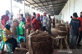 Petani Temanggung keluhkan serapan tembakau belum optimal