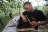 Peternak memanen madu lebah kelulut di Dusun Alimpung, Kabupaten Banjar, Kalimantan Selatan, Rabu (9/9/2020). Peternak mengakui, di tengah pandemi COVID-19 saat ini permintaan madu lebah kelulut hasil budidaya dan dikelola secara kelompok atau perorangan tersebut meningkat karena bermanfaat menjaga daya tahan tubuh. Madu tersebut dijual dengan harga Rp50 ribu per 100 mililiter. Foto Antaranews Kalsel/Bayu Pratama S.