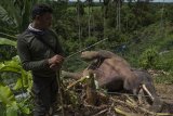 Petugas mengamati bangkai Gajah Sumatra (Elephas maximus sumatrensis) yang ditemukan mati di kebun milik warga di Desa Tuha Lala, Kecamatan Mila, Kabupaten Pidie, Aceh, Rabu (9/9/2020). Gajah Sumatra jantan tersebut diduga mati akibat terjerat kawat listrik yang dipasang warga untuk mengusir babi agar tidak merusak tanaman milik warga setempat. ANTARA FOTO/Joni Saputra/nym.