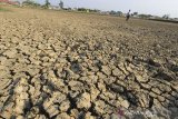 Seorang anak bermain di areal lahan tambak ikan yang mengering di desa Pabean Udik, Indramayu, Jawa Barat, Kamis (10/9/2020). Petambak terpaksa membiarkan tambaknya mengering karena kualitas air saat musim kemarau yang buruk disebabkan meningkatnya kadar garam sehingga bisa menyebabkan kematian ikan. ANTARA JABAR/Dedhez Anggara/agr