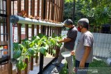 Sejumlah kegiatan positif bisa dilakulan di masa Pademi COVID-19. Salah satunya dengan bercocok tanam Sawi Hijau dengan pola Hydroponic pada lahan sempit di kawasan Bogor Barat Kota Bogor Provinsi Jawa Barat ini, yang bisa dipanen hanya dalam waktu sekitar satu bulan. Jika dikelola sekala lebih besar bisa bernilai ekonomis lebih tinggi. (Foto: Megapolitan.Antaranews.Com/M. Tohamaksun). 