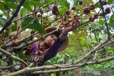 Petani memanen kopi ekselsa di lereng pegunungan Anjasmoro Desa Panglungan, Kecamatan Wonosalam, Kabupaten Jombang, Jawa Timur, Kamis (10/9/2020). Kopi ekselsa atau yang biasa disebut masyarakat setempat 