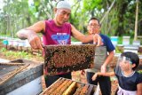 Pembudi daya (kiri) menunjukkan sarang lebah miliknya kepada pembeli madu di Tanjungjabung Timur, Jambi, Rabu (9/9/2020). Sejumlah warga di daerah itu sejak setahun terakhir mulai ramai melakukan budi daya lebah madu Apis mellifera di sejumlah titik lahan sekitar perkebunan setempat dengan pendapatan rata-rata dari penjualan madu antara Rp200 ribu-Rp250 ribu per kotak per bulan. ANTARA FOTO/Wahdi Septiawan/foc.