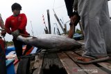 Buruh Tempat Pendaratan Ikan (TPI) membongkar muat ikan dan menimbang tuna sirip kuning kualitas ekspor hasil tangkapan nelayan di Ulee Lheu, Banda Aceh, Aceh, Jumat (11/9/2020). Produksi ikan tuna di perairan Indonesia diperkirakan mencapai 613.000 ton lebih pertahun yang diekspor ke beberapa negara seperti Jepang, Singapura dan Tiongkok. Antara Aceh/Irwansyah Putra.
