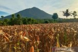 NTT siapkan Rp100 miliar dari pinjaman daerah untuk kembangkan pertanian