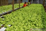 Seorang warga memanen tanaman selada dengan sistem hidroponik di Dusun Bunirasa, Desa Pawindan, Kabupaten Ciamis, Jawa Barat, Sabtu (12/9/2020). Warga memanfaatkan lahan tidak produktif untuk mengisi waktu luang selama pandemi COVID-19 dengan bertani sistem hidroponik karena melihat potensi permintaan selada untuk kebutuhan pasar lokal dan rumah makan belum terpenuhi. ANTARA JABAR/Adeng Bustomi/agr