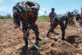 Prajurit TNI di Wamena bantu warga berkebun ubi jalar