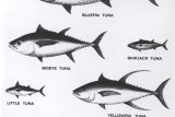 Sekolah Usaha Perikanan Menengah Bone ekspor 15 ton ikan tuna ke Jepang