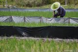 Petani memagari tanaman padinya menggunakan plastik guna mengantisipasi serangan hama tikus di sawahnya Desa Kedungjati, Balerejo, Kabupaten Madiun, Jawa Timur, Senin (14/9/2020). Petani di wilayah tersebut mengeluhkan serangan hama tikus pada tanaman padi yang saat ini berumur antara 10 hingga 20 hari. Antara Jatim/Siswowidodo/zk