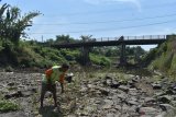 Warga mencari rumput untuk pakan ternak di dasar Sungai Jeroan, Kabupaten Madiun, Jawa Timur, Senin (14/9/2020). Akibat musim kemarau, Sungai Jeroan yang merupakan anak Sungai Madiun dan airnya dibutuhkan petani untuk irigasi tersebut mulai mengering. Antara Jatim/Siswowidodo/zk