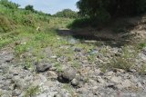 Warga mencari rumput untuk pakan ternak di dasar Sungai Jeroan, Kabupaten Madiun, Jawa Timur, Senin (14/9/2020). Akibat musim kemarau, Sungai Jeroan yang merupakan anak Sungai Madiun dan airnya dibutuhkan petani untuk irigasi tersebut mulai mengering. Antara Jatim/Siswowidodo/zk