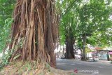 Akar pohon besar yang konon sudah berusia ratusan tahun, masih berdiri tegak dan kokoh di Jln. Sumeru, Kecamatan Bogor Barat, Kota Bogor, Provinsi Jawa Barat, Selasa (15/09/20). Jika lingkungan terjaga dengan baik, maka ekosistem lingkungan akan terpelihara dan udara segar, mendukung kesehatan lingkungan dan warga setempat, termasuk untuk mencegah ancaman bencana banjir dan longsor. (Foto: Megapolitan.Antaranews.Com).