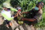 Petani menyiapkan elpiji bersubsidi sebagai pengganti bahan bakar minyak untuk mengoperasikan pompa air di area persawahan desa Blimbing, Kediri, Jawa Timur, Rabu (16/9/2020). Elpiji bersubsidi yang dinilai lebih ekonomis dari pada bahan bakar minyak sebulan terakhir mengalami kelangkaan di daerah tersebut karena banyak petani memanfaatkan elpiji sebagai bahan bakar pompa air untuk mengairi sawah seiring mengeringnya saluran irigasi karena musim kemarau. Antara Jatim/Prasetia Fauzani/zk