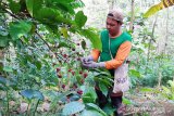 Produk Kopi Gucialit Lumajang dipasarkan juga ke luar negeri