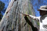 Petugas mengecek pohon warna-warni atau Eucalyptus deglupta di Kawasan Hutan Dengan Tujuan Khusus (KHDTK) Desa Sumberwringin, Kecamatan Sumberwringin, Bondowoso, Jawa Timur, Jumat (18/9/2020). Kawasan hutan seluas 23 hektare tersebut memiliki beraneka jenis tanaman untuk bahan penelitian, salah satunya yang disebut pohon warna-warni atau Eucalyptus deglupta karena batang pohon itu mengeluarkan gradasi warna merah, kuning, hijau, biru tua juga coklat. Antara Jatim/Seno/zk