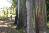 Pengendara motor melewati pohon warna-warni atau Eucalyptus deglupta di Kawasan Hutan Dengan Tujuan Khusus (KHDTK) Desa Sumberwringin, Kecamatan Sumberwringin, Bondowoso, Jawa Timur, Jumat (18/9/2020). Kawasan hutan seluas 23 hektare tersebut memiliki beraneka jenis tanaman untuk bahan penelitian, salah satunya yang disebut pohon warna-warni atau Eucalyptus deglupta karena batang pohon itu mengeluarkan gradasi warna merah, kuning, hijau, biru tua juga coklat. Antara Jatim/Seno/zk