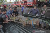 Petugas Balai Besar Konservasi Sumber Daya Alam (BBKSDA) Jawa Barat resort Cirebon mengevakuasi buaya muara (Crocodylus porosus) di Indramayu, Jawa Barat, Minggu (20/9/2020). Buaya muara sepanjang tiga meter hasil yang diserahkan warga tersebut selanjutnya akan dibawa ke pusat penangkaran untuk diperiksa kondisi fisik dan kesehatannya. ANTARA JABAR/Dedhez Anggara/agr