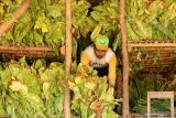 Ketum APTI sebut kenaikan tarif cukai semakin beratkan petani tembakau