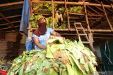 Pekerja memasukan daun tembakau hasil panen kedalam gudang di Sidowangi Wongsorejo, Banyuwangi, Jawa Timur, Senin (21/9/2020). Petani setempat mengaku terpaksa menyimpan hasil panen digudangnya, karena harga tembakau turun dari harga biasanya Rp35 ribu perkilogram menjadi Rp25 ribu perkilogram dan kesulitan menjual hasil panennya karena tidak ada permintaan dari pabrik. Antara Jatim/Budi Candra Setya/zk