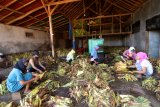 Pekerja memilah daun tembakau hasil panen  di Sidowangi Wongsorejo, Banyuwangi, Jawa Timur, Senin (21/9/2020). Petani setempat mengaku terpaksa menyimpan hasil panen digudangnya, karena harga tembakau turun dari harga biasanya Rp35 ribu perkilogram menjadi Rp25 ribu perkilogram dan kesulitan menjual hasil panennya karena tidak ada permintaan dari pabrik. Antara Jatim/Budi Candra Setya/zk