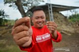 Kasi Museum Sejarah dan Purbakala Disparbud Kabupaten Lamongan, Edy Suprapto menunjukkan koin kuno yang ditemukan saat ekskavasi situs Patakan, Kecamatan Sambeng, Kabupaten Lamongan, Jawa Timur, Selasa (22/9/2020). Eskavasi tahap empat yang berlangsung mulai 18-27 September 2020 ini menargetkan untuk bisa membuka bagian tengah atau menampakkan bentuk bangunan utama yang diperkirakan berasal dari masa Airlangga. Antara Jatim/Syaiful Arif/zk.