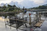 Warga menabur pakan ikan di keramba jaring apung tradisional Situ Lengkong, Panjalu, Kabupaten Ciamis, Jawa Barat, Jumat (25/9/2020). Untuk menjaga ketahanan pangan di masa pendemi COVID-19, sebagian warga memanfaatkan Situ Lengkong untuk membudidayakan ikan emas dan nila melalui keramba jaring apung karena dinilai pertumbuhan ikan lebih cepat. ANTARA JABAR/Adeng Bustomi/agr