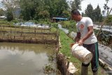 Hama keong dijadikan pakan lele