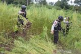 Personil Polri dibantu TNI memusnahkan tanaman ganja (cannabis sativa) di perbukitan Gunung Seulawah, Pemukiman Lamteuba, Kecamatan Seulimum, Kabupaten Aceh Besar, Aceh, Sabtu (26/9/2020). Direktorat Tindak Pidana Narkoba Badan Reserse Kriminal (Bareskrim) Polri bersama personil Polda Aceh dan dibantu TNI memusnahkan seluas sepuluh hektare ladang ganja siap panen dan termasuk bibit ganja yang ditemukan pada delapan lokasi, sementara pelakunya tidak berhasil ditangkap. ANTATARA FOTO/Ampelsa.