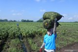 Pekerja memikul kedelai Edamame di Desa Jenggawah, Kecamatan Jenggawah, Jember, Jawa Timur, Kamis (1/10/2020). Setiap satu hektare produksi kedelai Edamame di sawah, bisa menyerap sekitar 100 orang tenaga kerja, sehingga termasuk usaha pertanian yang bertahan di masa pandemi COVID-19. Antara Jatim/Seno/zk.