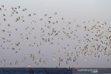 Sekawanan burung migran berada di semenanjung pantai Tiris, Indramayu, Jawa Barat, Kamis (1/10/2020). Semenanjung Indramayu merupakan daerah lintasan dan daerah transit bagi burung dari belahan dunia saat musim migrasi. ANTARA JABAR/Dedhez Anggara/agr