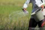 Buruh tani menebar pupuk di areal sawah di Indramayu, Jawa Barat, Kamis (1/10/2020). Badan Pusat Statistik (BPS) mencatat Nilai Tukar Petani (NTP) pada september 2020 sebesar 101,66 atau naik 0,99 persen dibanding NTP bulan sebelumnya. ANTARA JABAR/Dedhez Anggara/agr