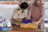 Karantina Pertanian Manado target Sulut bebas rabies