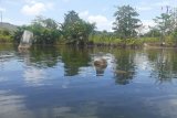 Peneliti Arkeologi : Tinggalan megalitik terlihat di dalam Danau Sentani Jayapura