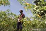 Petani memanen cabai di areal persawahan Desa Pelabuhan, Kecamatan Plandaan, Kabupaten Jombang, Jawa Timur, Sabtu (3/10/2020). Harga cabai di tingkat petani saat ini mengalami kenaikan dari Rp 7 ribu per kilogram menjadi Rp 10 ribu per kilogramnya. Antara Jatim/Syaiful Arif/zk